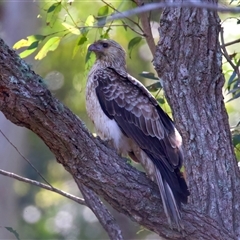 Haliastur sphenurus at Jeremadra, NSW - 15 Sep 2025 11:30 AM