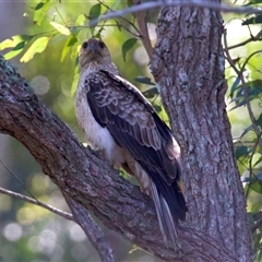 Haliastur sphenurus at Jeremadra, NSW - 15 Sep 2025 11:30 AM