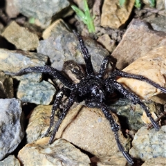 Idiopidae (family) (Armoured or Spiny Trapdoor Spider) at Braidwood, NSW - 16 Sep 2025 by MatthewFrawley