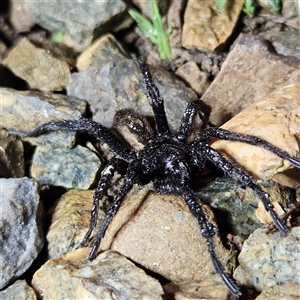 Idiopidae (family) (Armoured or Spiny Trapdoor Spider) at Braidwood, NSW - 16 Sep 2025 by MatthewFrawley