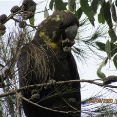 Calyptorhynchus lathami lathami (Glossy Black-Cockatoo) at Marulan, NSW - 2 Aug 2020 by GITM1