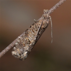 Isochorista (genus) (A Tortricid moth) at Gherang, VIC - 13 Sep 2025 by WendyEM