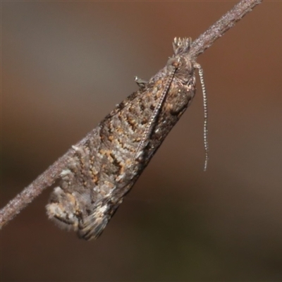 Isochorista (genus) (A Tortricid moth) at Gherang, VIC - 13 Sep 2025 by WendyEM