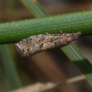 Isochorista (genus) (A Tortricid moth) at Gherang, VIC - 13 Sep 2025 by WendyEM