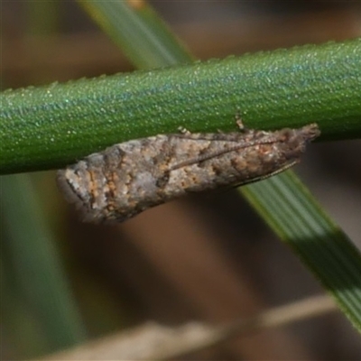 Isochorista (genus) (A Tortricid moth) at Gherang, VIC - 13 Sep 2025 by WendyEM