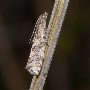 Isochorista (genus) (A Tortricid moth) at Gherang, VIC - 13 Sep 2025 by WendyEM