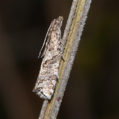 Isochorista (genus) (A Tortricid moth) at Gherang, VIC - 13 Sep 2025 by WendyEM