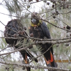 Calyptorhynchus lathami lathami (Glossy Black-Cockatoo) at Marulan, NSW - 14 Aug 2020 by GITM1