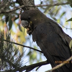 Calyptorhynchus lathami lathami (Glossy Black-Cockatoo) at Marulan, NSW - 2 Aug 2020 by GITM1