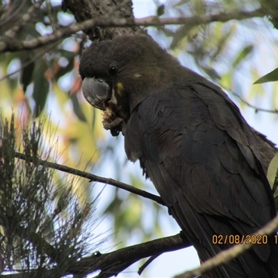 Calyptorhynchus lathami lathami (Glossy Black-Cockatoo) at Marulan, NSW - 2 Aug 2020 by GITM1