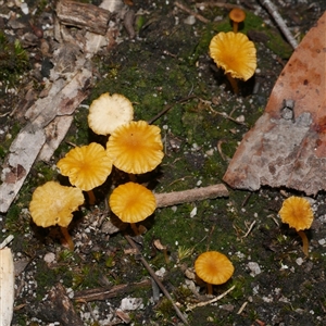 Lichenomphalia chromacea (Yellow Navel) at Gherang, VIC - 13 Sep 2025 by WendyEM