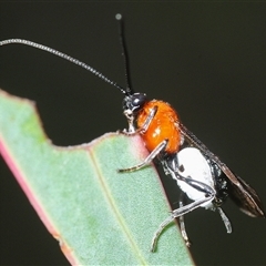 Campyloneurus sp (genus) (A Braconid wasp) at Denman Prospect, ACT - 11 Sep 2025 by Harrisi