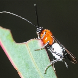 Campyloneurus sp (genus) (A Braconid wasp) at Denman Prospect, ACT - 11 Sep 2025 by Harrisi