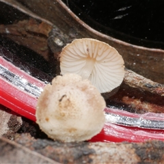 Unverified Cap on a stem; gills below cap [mushrooms or mushroom-like] at Gherang, VIC - 13 Sep 2025 by WendyEM