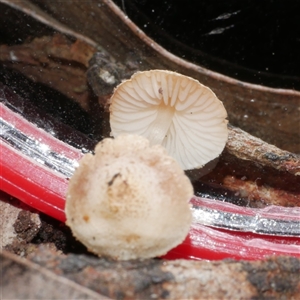 Unverified Cap on a stem; gills below cap [mushrooms or mushroom-like] at Gherang, VIC - 13 Sep 2025 by WendyEM