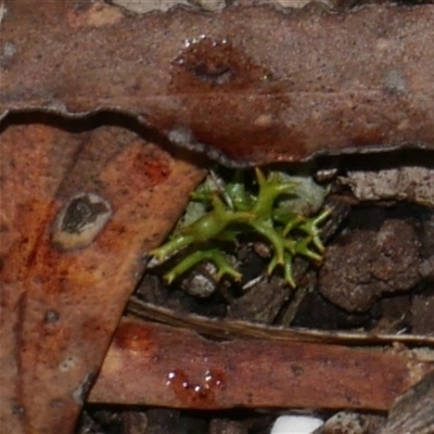 Cladia aggregata (A lichen) at Gherang, VIC - 13 Sep 2025 by WendyEM