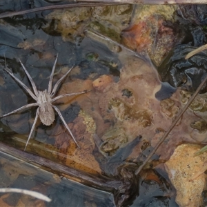 Argoctenus sp. (genus) at Franklin, ACT - 12 Jun 2021 by AndyRoo