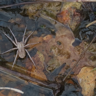 Argoctenus sp. (genus) at Franklin, ACT - 12 Jun 2021 by AndyRoo
