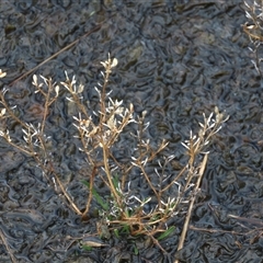 Lepidium ginninderrense (Ginninderra Peppercress) at Franklin, ACT - 12 Jun 2021 by AndyRoo