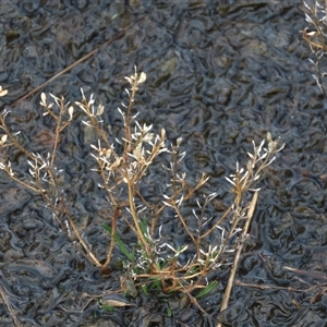 Lepidium ginninderrense at Franklin, ACT - suppressed