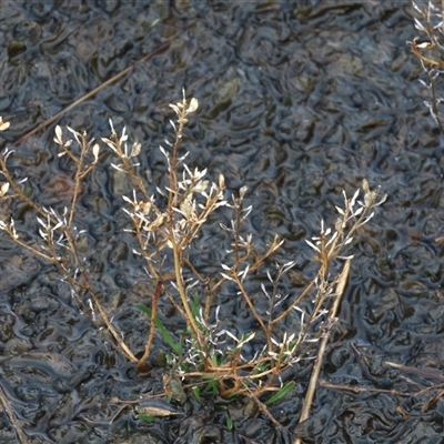 Lepidium ginninderrense (Ginninderra Peppercress) at Franklin, ACT - 12 Jun 2021 by AndyRoo