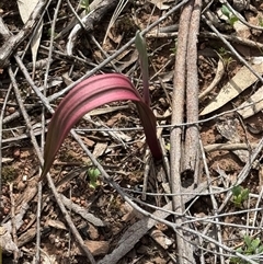 Unverified Plant at Binya, NSW - 4 Sep 2025 by StrongM
