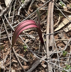 Unverified Plant at Binya, NSW - 4 Sep 2025 by StrongM