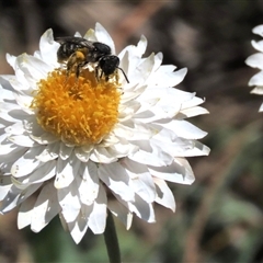 Lasioglossum (Chilalictus) sp. (genus & subgenus) (Halictid bee) at Harrison, ACT - 27 Oct 2021 by AndyRoo
