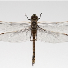 Anax papuensis (Australian Emperor) at Lawson, ACT - 14 Sep 2025 by TimL