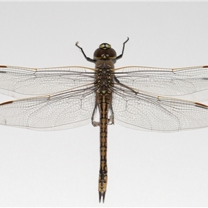 Anax papuensis (Australian Emperor) at Lawson, ACT - 14 Sep 2025 by TimL