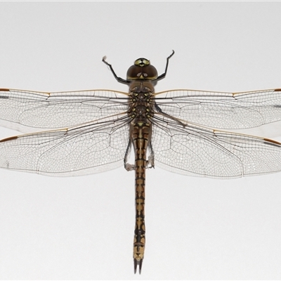 Anax papuensis (Australian Emperor) at Lawson, ACT - 14 Sep 2025 by TimL