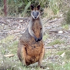 Wallabia bicolor (Swamp Wallaby) at Bucketty, NSW - 16 Sep 2025 by MartinPredavec