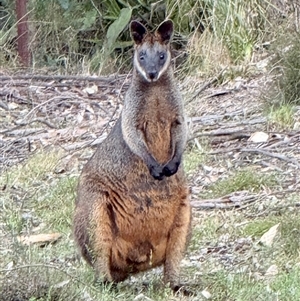 Wallabia bicolor (Swamp Wallaby) at Bucketty, NSW - 16 Sep 2025 by MartinPredavec