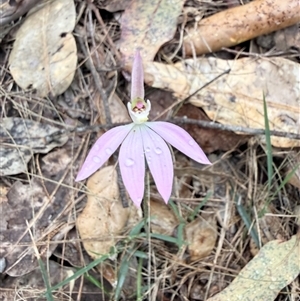 Caladenia catenata at Bucketty, NSW - 17 Sep 2025 by MartinPredavec