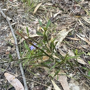 Dampiera stricta at Bucketty, NSW - 17 Sep 2025 by MartinPredavec