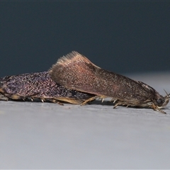 Leistomorpha brontoscopa (A concealer moth) at Acton, ACT - 16 Sep 2025 by TimL
