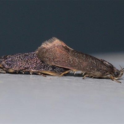 Leistomorpha brontoscopa (A concealer moth) at Acton, ACT - 16 Sep 2025 by TimL