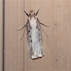 Barea bathrochorda (A Concealer moth (Barea group) at Turner, ACT - 15 Sep 2025 by ConBoekel