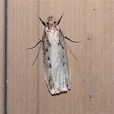 Barea bathrochorda (A Concealer moth (Barea group) at Turner, ACT - 15 Sep 2025 by ConBoekel