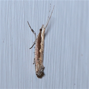 Plutella xylostella (Diamondback Moth) at Turner, ACT - 15 Sep 2025 by ConBoekel