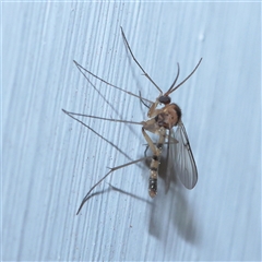 Mycetophilidae (family) (A fungus gnat) at Turner, ACT - 15 Sep 2025 by ConBoekel