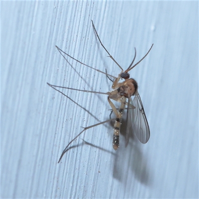 Mycetophilidae (family) (A fungus gnat) at Turner, ACT - 15 Sep 2025 by ConBoekel