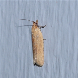Merophyas divulsana (Lucerne Leafroller (Tortricinae, Archipini) at Turner, ACT - 15 Sep 2025 by ConBoekel