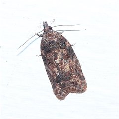 Thrincophora (genus) (A Tortricid moth (Tortricinae) at Turner, ACT - 15 Sep 2025 by ConBoekel