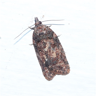 Thrincophora (genus) (A Tortricid moth (Tortricinae) at Turner, ACT - 15 Sep 2025 by ConBoekel