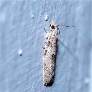Isotenes miserana (Orange Fruit Borer) at Turner, ACT - 15 Sep 2025 by ConBoekel