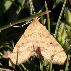 Scopula rubraria (Reddish Wave, Plantain Moth) at Acton, ACT - 16 Sep 2025 by ConBoekel