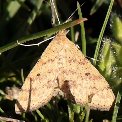 Scopula rubraria (Reddish Wave, Plantain Moth) at Acton, ACT - 16 Sep 2025 by ConBoekel