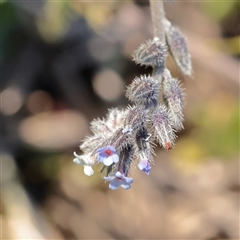 Myosotis discolor (Forget-me-not) at Acton, ACT - 16 Sep 2025 by ConBoekel