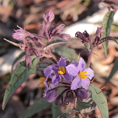 Solanum brownii (Violet Nightshade) at Acton, ACT - 16 Sep 2025 by ConBoekel